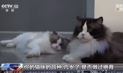 寻宠师吐槽这一行骗子太多！猫侦探找一只猫一天至少走4万步